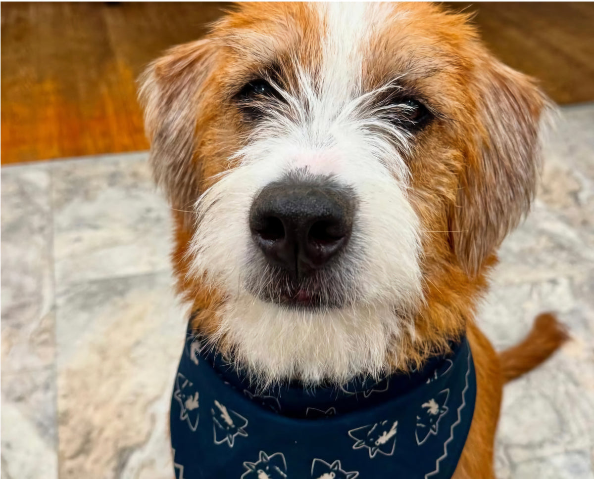 Premium Designer Bandana - Blue and Grey
